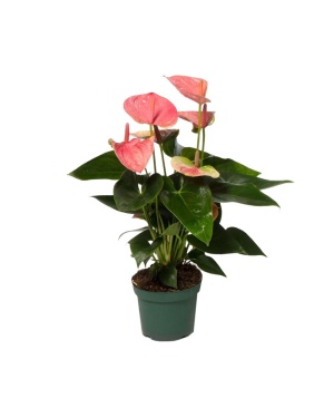Anthurium Andreanum Grp Maine
