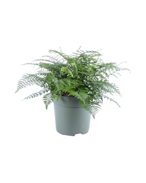 Asplenium Parvati 50 Cm