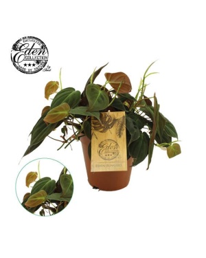 Philodendron Micans M