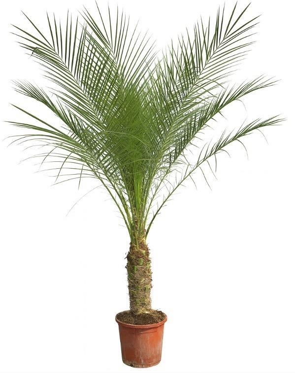 Phoenix Roebelenii Op Stam - 210Cm