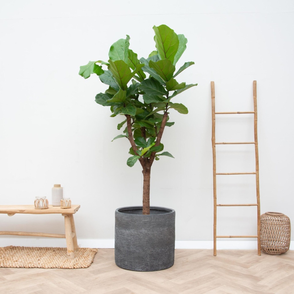 ficus lyrata boom