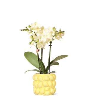 Gele Phalaenopsis Orchidee + Pot Mexico