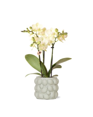 Gele Phalaenopsis Orchidee + Citrus Sierpot Green