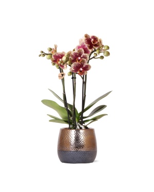 Geel Rode Phalaenopsis Orchidee + Elite Sierpot Copper
