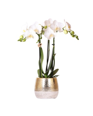 Witte Phalaenopsis Orchidee + Elite Pot Gold