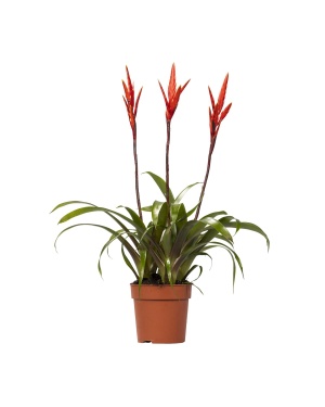 Vriesea Elan Toef - Ø12Cm - ↕55Cm
