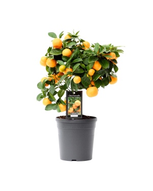 Citrus Calamondin - Ø15Cm - ↕40Cm