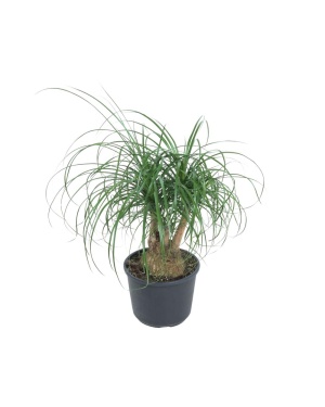 Beaucarnea Recurvata 80cm