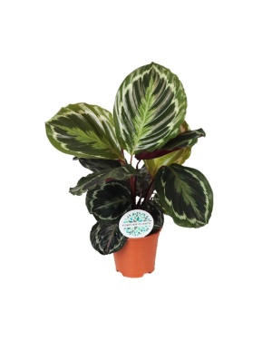 Calathea Medallion 70cm