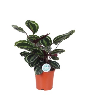 Calathea Medallion 70cm deluxe