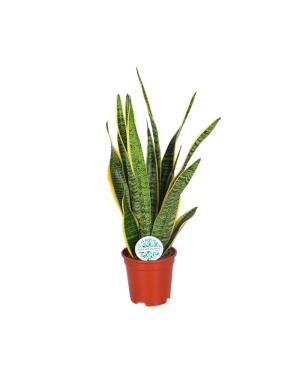 Sansevieria Trifasciata Laurentii 60cm