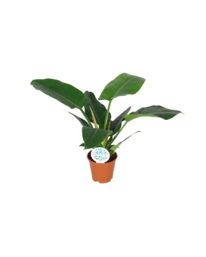 Philodendron Imperial Green 40cm