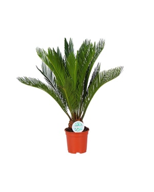 Cycas Revoluta M