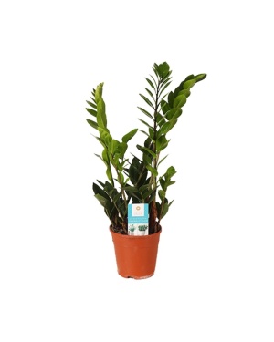 Zamioculcas Zamiifolia 45cm