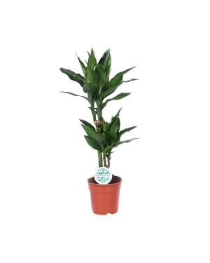 Dracaena Janet Lind 70cm