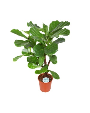 Ficus Lyrata 125cm