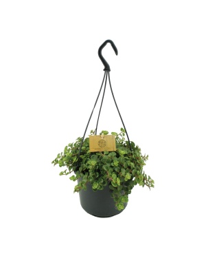 Sedum Tornado - Ø15Cm - ↕25Cm