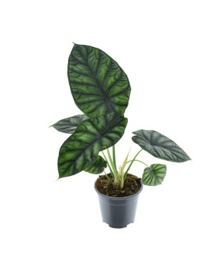 Alocasia Dragon Scale - Ø14Cm - ↕30Cm