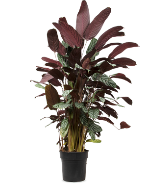 Ctenanthe Oppenheimiana - ↕150Cm
