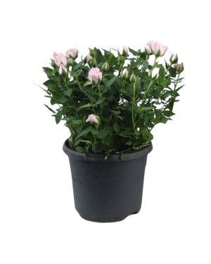 Rosa Jewel Patio Baby - Ø17Cm - ↕30Cm