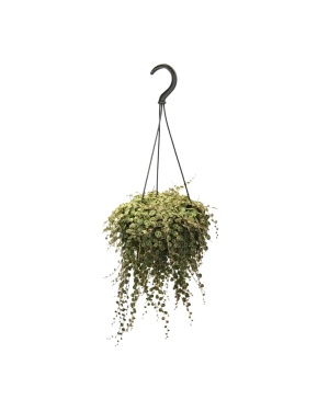 Peperomia Prostrata - Ø14Cm - ↕38Cm