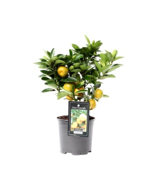 Citrus Calamondin