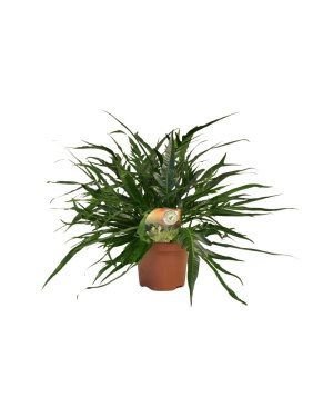 Aglaomorpha Coronans Jim