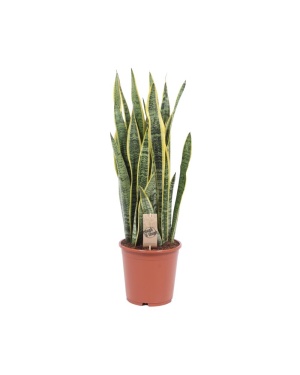 Sansevieria Trifasciata Laurentii 80cm