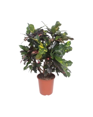 Codiaeum Magnificent L