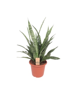 Sansevieria Diamond Green 80cm