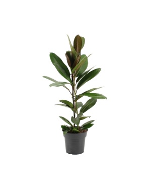 Ficus America Tresor 75cm