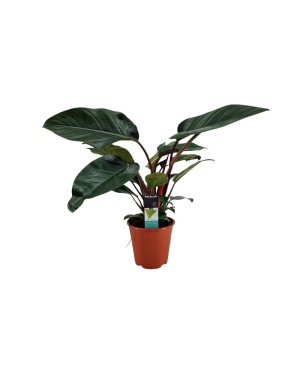 Philodendron Congo Rojo M