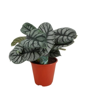 Alocasia Silver Dragon