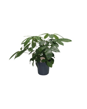 Schefflera Actinophylla