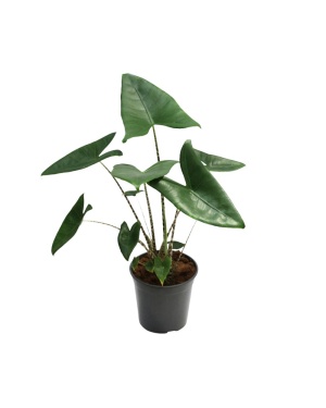 Alocasia Zebrina M