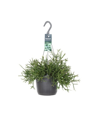 Rhipsalis Burchellii in hangpot