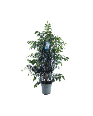 Ficus Benjamina Danielle 140cm