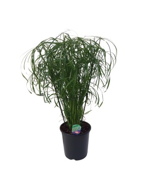 Cyperus Alternifolius - Ø21Cm - ↕80Cm
