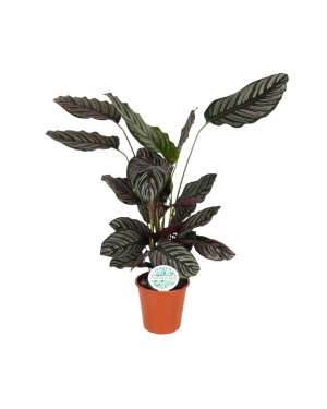 Calathea Ornata - 85 cm