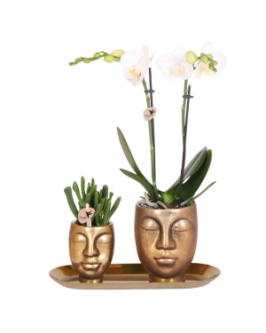 Set Van Witte Orchidee En Succulent Op Gouden Dienblad