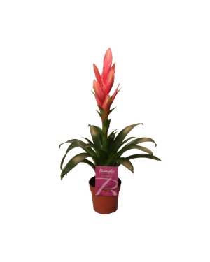 Tillandsia Ziva