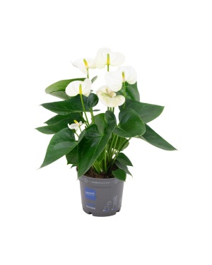 Anthurium Andreanum Grp Sierra