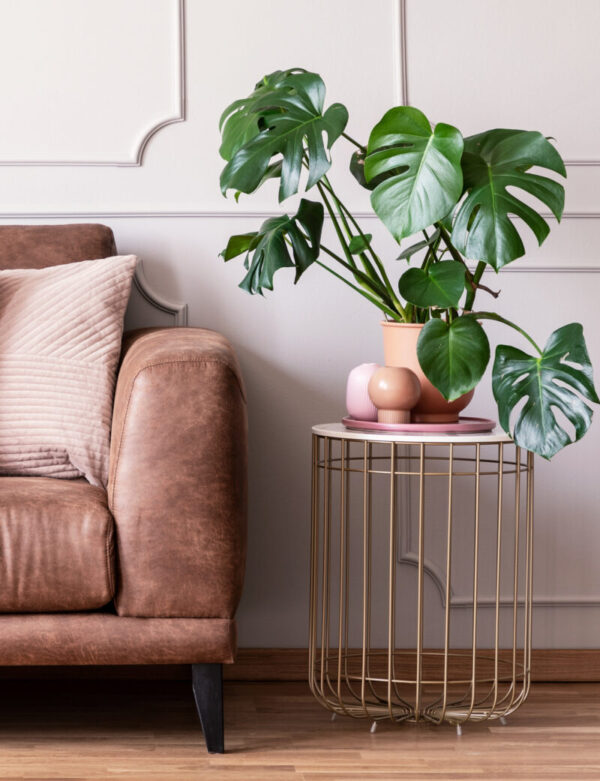 Kamerplanten die niet veel licht nodig hebben 7 monstera in huiskamer
