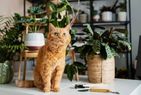 kat met planten
