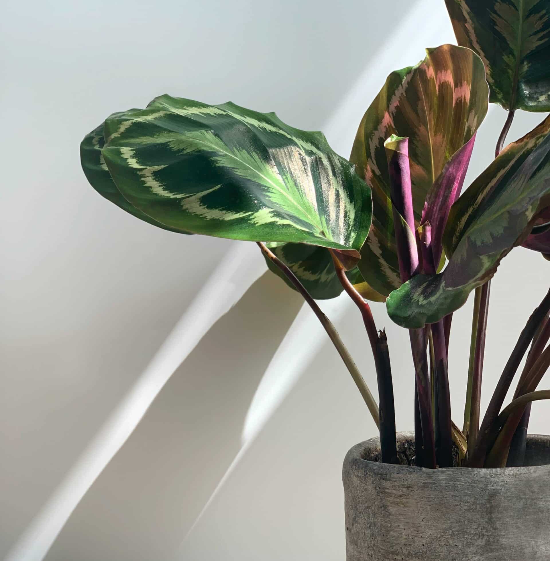 calathea in pot