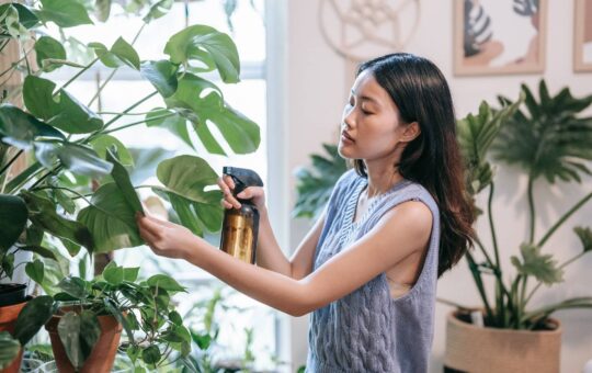 monstera verzorging