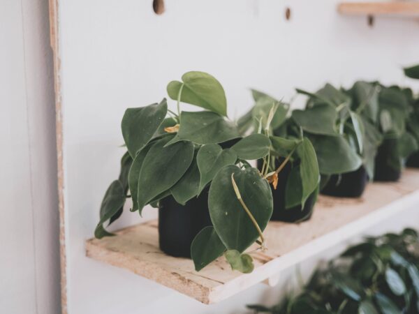 philodendron philodendron op plank