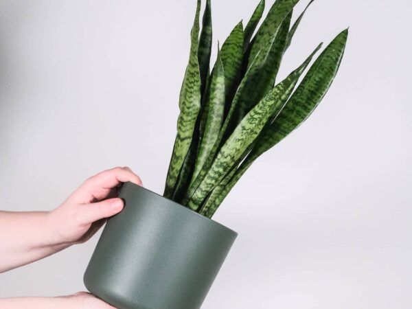 sanseveria sanseveria in pot