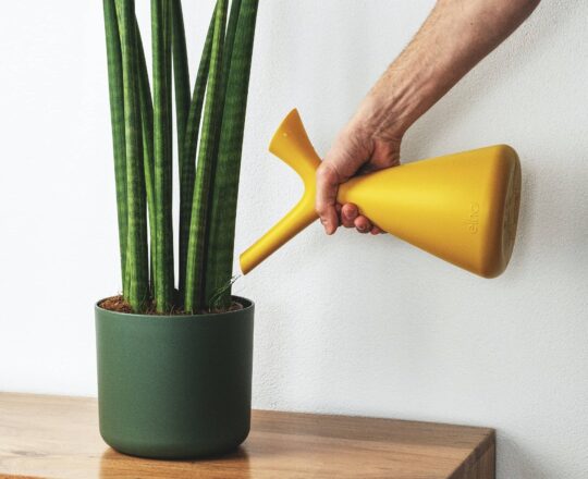 sanseveria water geven