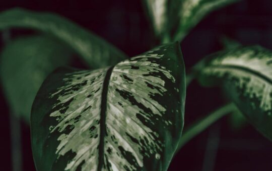 dieffenbachia blad